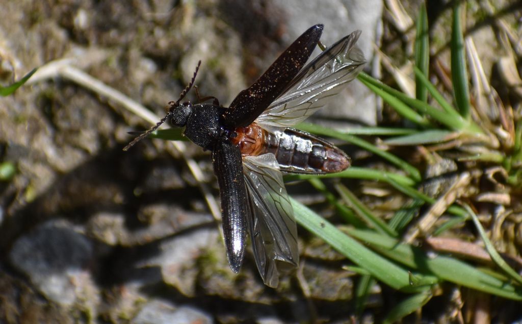 Elateridae: Melanotus sp.